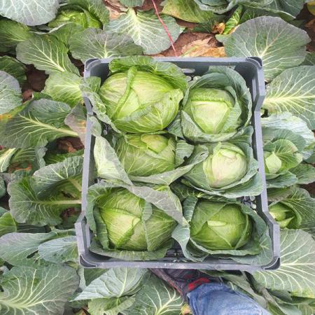Top Quality White Cabbages in Bulk Price