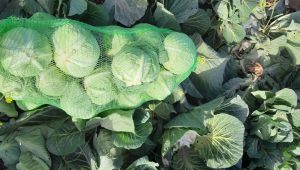 Iranian white cabbage