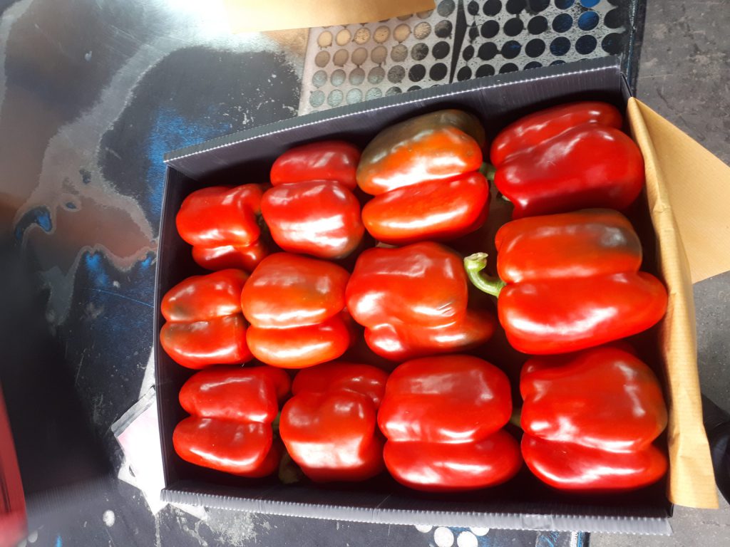 Isfahan colored bell pepper