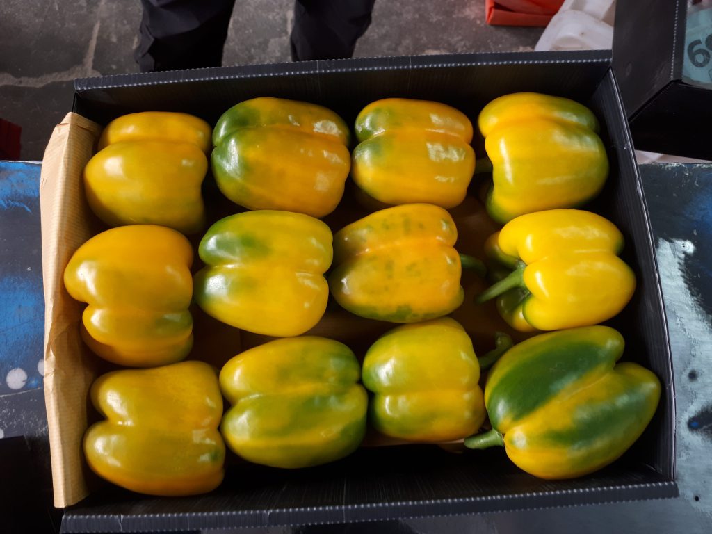 Isfahan colored bell pepper