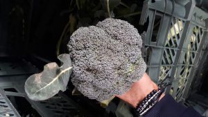 Sales of broccoli for export