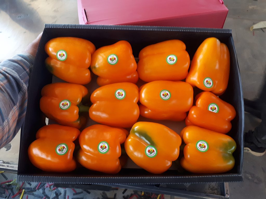 Isfahan colored bell pepper